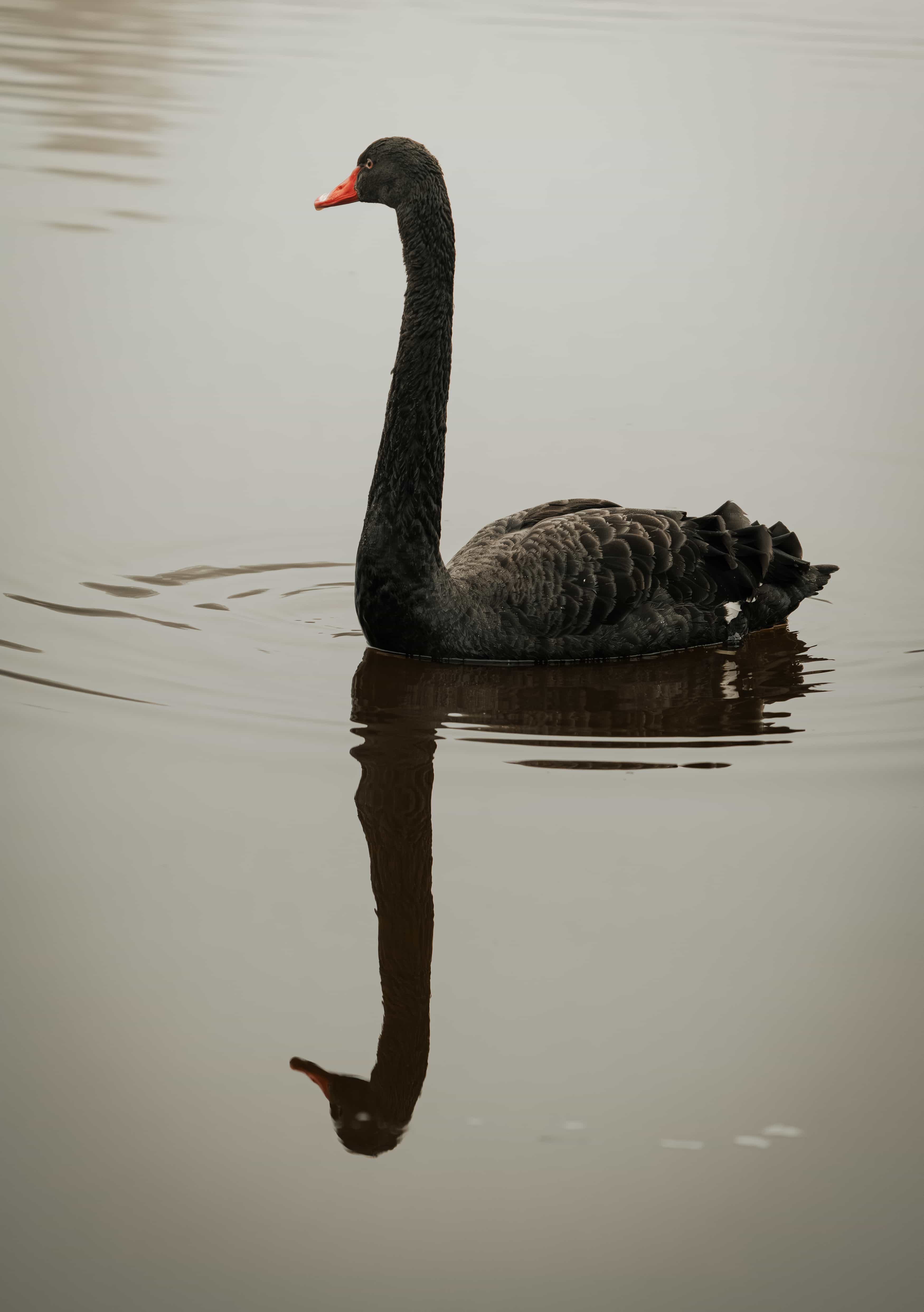 Rare black swan