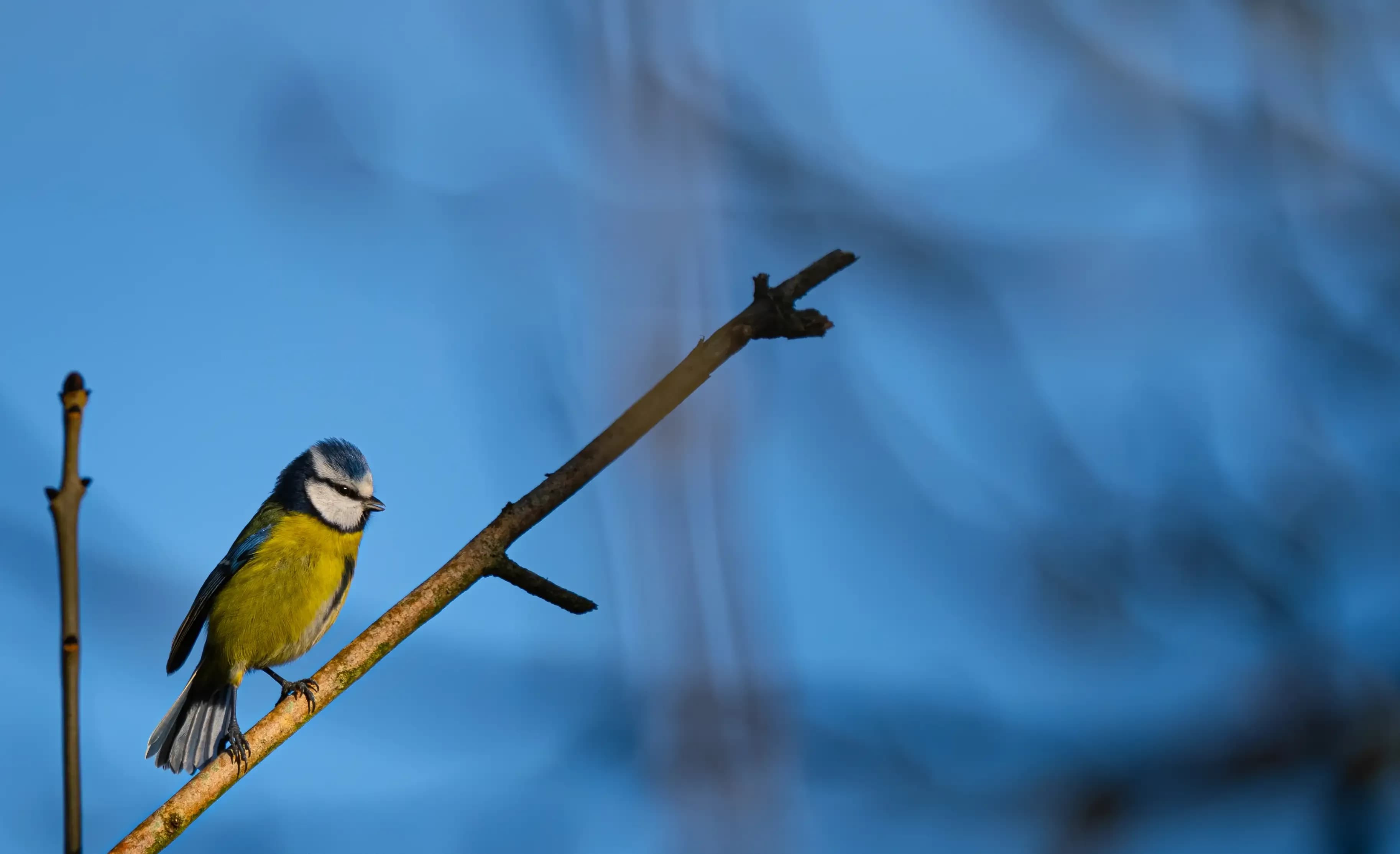 Blue tit stretch