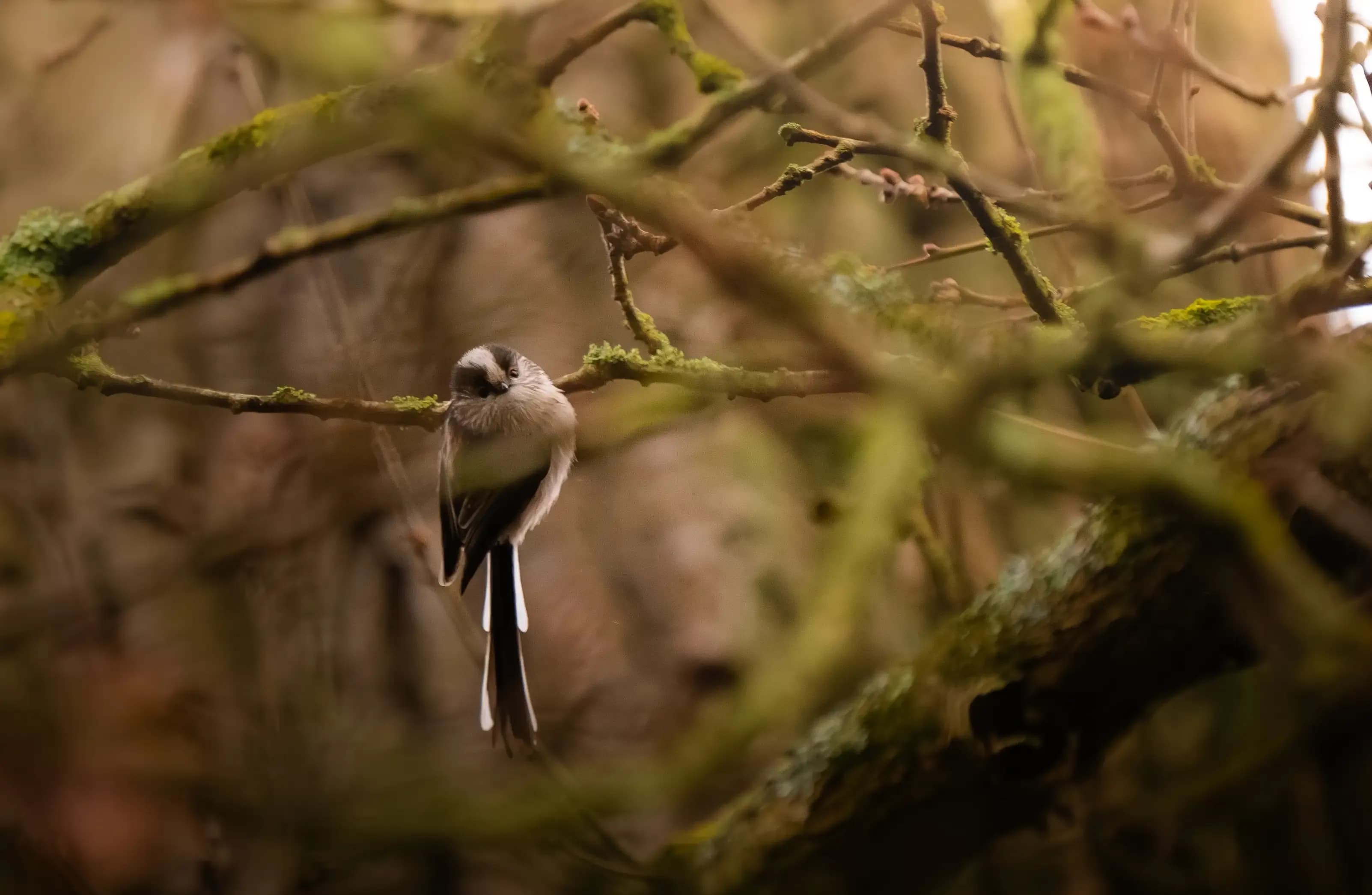 Playful long tailed tit