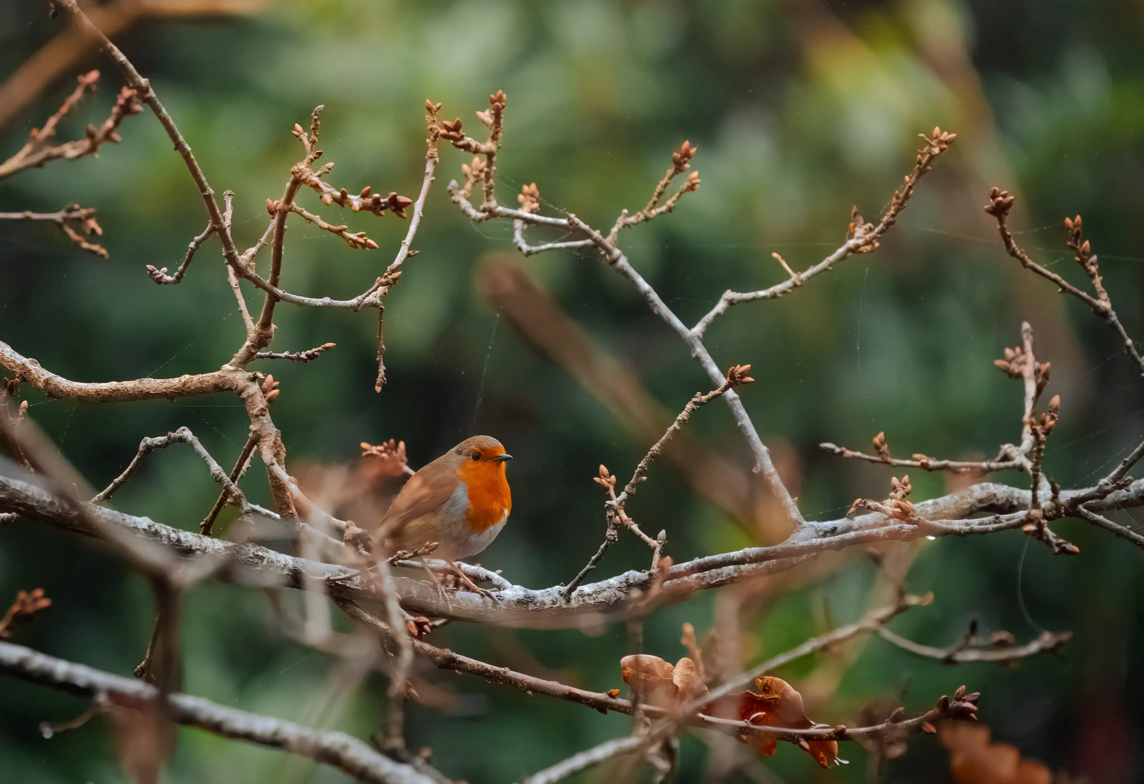 Robins camouflage